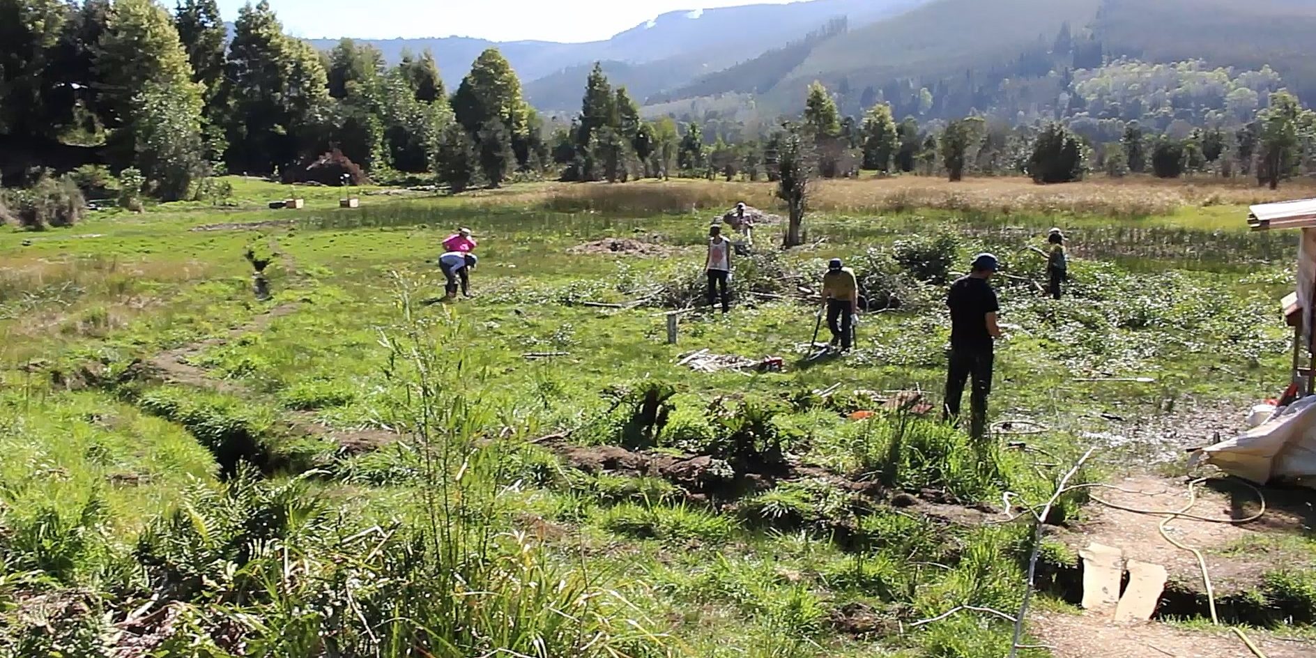 imagen destacada pitrantos